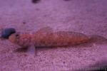 Red-mouthed goby