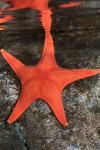 Small red californian sea-star