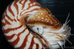 Chambered nautilus *
