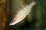 Long-snouted wrasse *