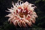 Fish-eating anemone