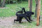 Colombian black spider monkey