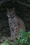 Eurasian lynx *