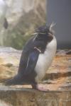 Northern rockhooper penguin