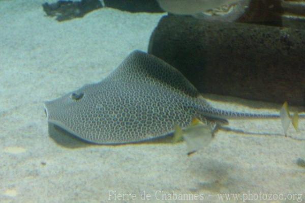 Fine-spotted leopard whipray