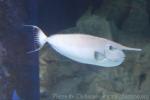 Whitemargin unicornfish