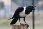 Pied crow