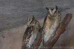 Indian scops-owl