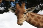 Kordofan giraffe