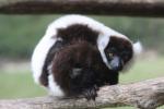 Black-and-white ruffled lemur