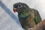 Red-billed parrot