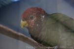 Plum-crowned parrot