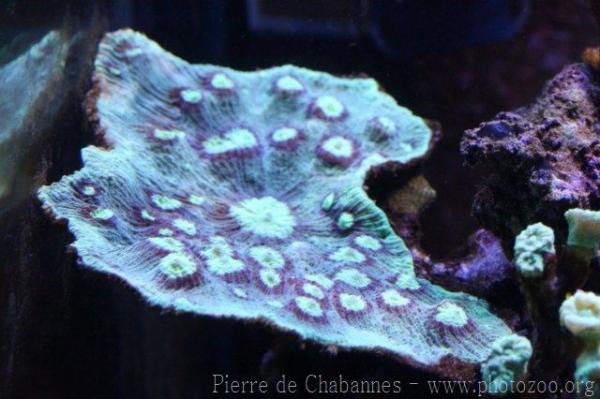 Chinese lettuce coral