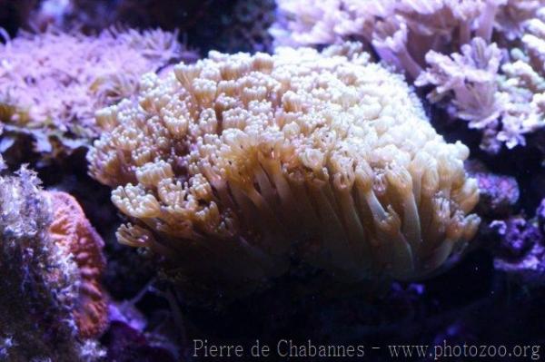 Flowerpot coral