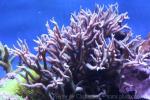 Thin birdsnest coral