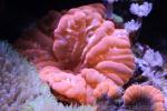 Flat cup coral