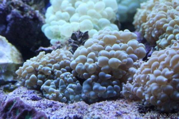 Lichtenstein's bubble coral
