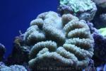 Radial brain coral