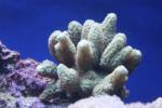 Branching horn coral