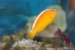 Yellow clownfish