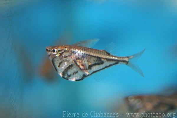 Marbled hatchetfish