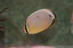 Oval butterflyfish