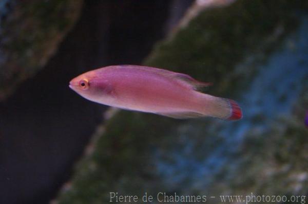 Red-margined wrasse