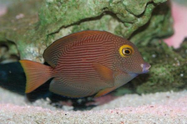 Spotted surgeonfish