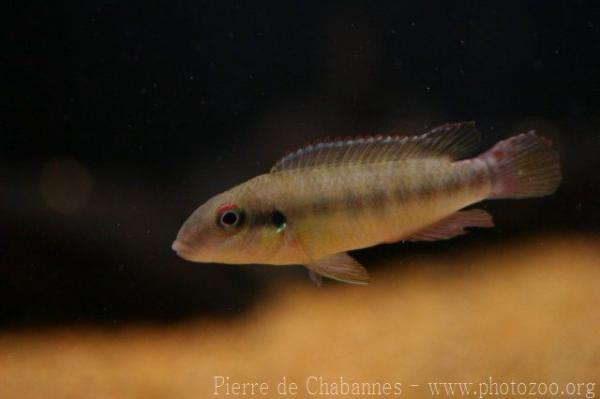 Boffa pelvicachromis