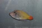 Randall's filefish