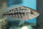 Sulfurhead haplochromis