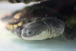 Big-headed Pantanal swamp turtle