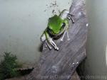 Galam white-lipped frog
