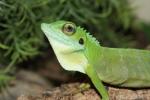 Green crested lizard