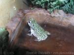 Eastern green toad