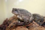 Eastern woodhouse's toad