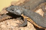 Gorongosa girdled lizard