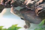 Stripeneck leaf turtle