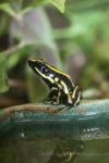 Yellow-striped poison frog