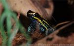 Sky-blue poison frog