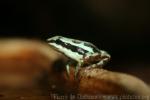 Tricolor poison-arrow frog