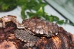 South-American snake-headed turtle