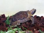 Home’s hingeback tortoise