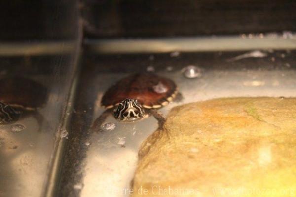 Mekong snail-eating turtle