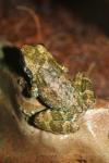 Duméril's Madagascar frog