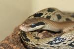 Yunnan beauty rat snake