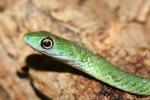 Spotted green snake