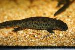 Algerian ribbed newt