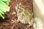 Leopard rainbow frog