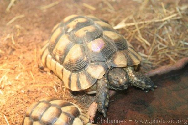 Marginated tortoise
